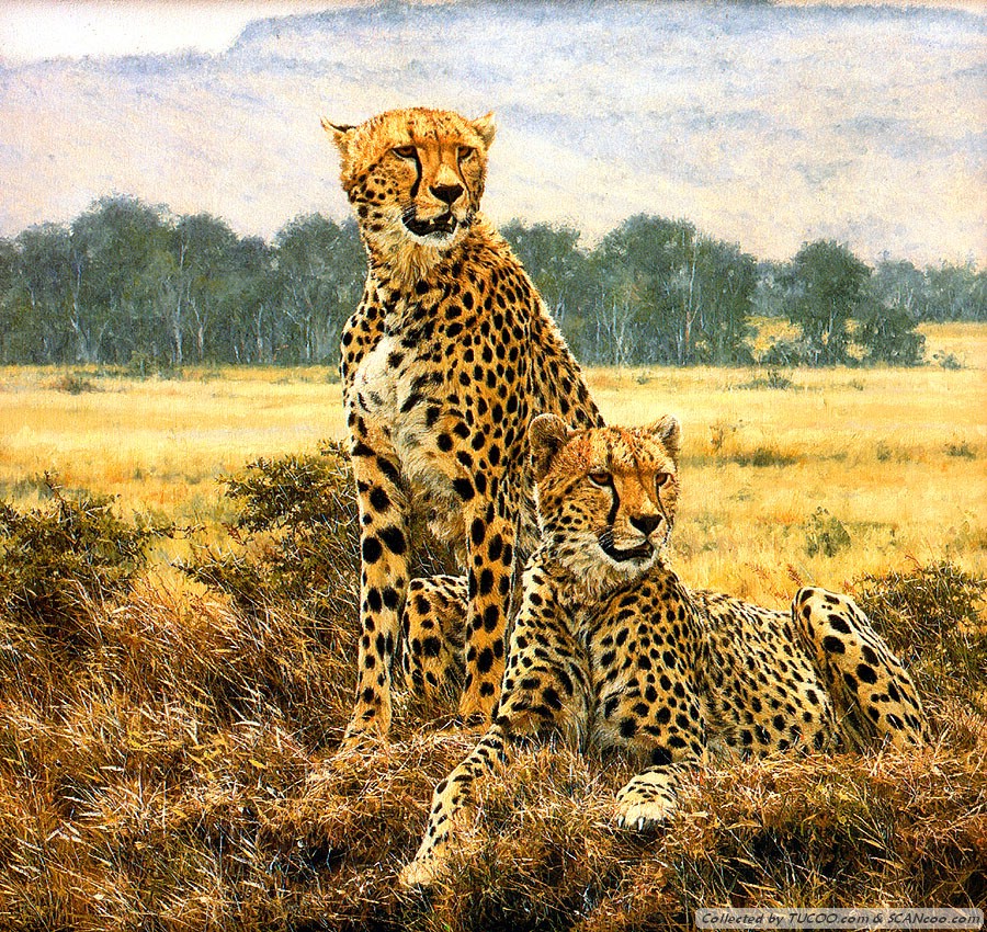 cheetah787.jpg