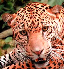 jaguar43.jpg