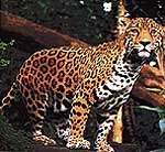 jaguar43y.jpg