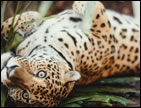 jaguarr.jpg