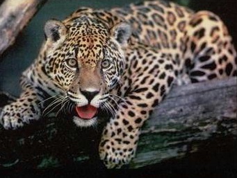 jaguartree.jpg