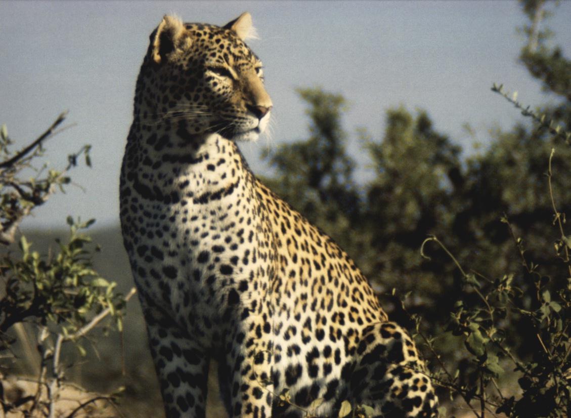 leopard-sittinginbush.jpg